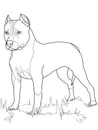 American Staffordshire Terrier Coloring Page Supercoloring Com Dog Coloring Page Pitbull Art Dog Drawing