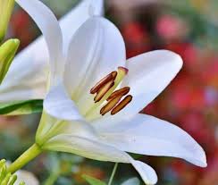 A simple peace lily plant is a natural choice at this time. 8 Reasons Why Your Lilies Are Not Flowering Gardener Report