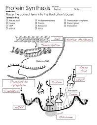 A promoter is needed in order to start. Protein Synthesis Diagram Worksheets Biology Worksheet Study Biology Teaching Biology