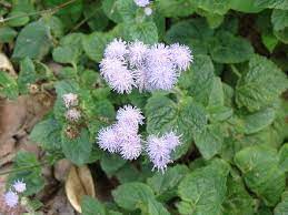 Ageratum Conyzoides Wikiwand
