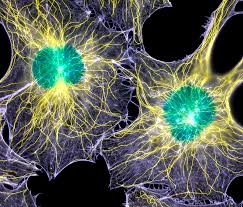 We did not find results for: Microtubules Definition And Examples
