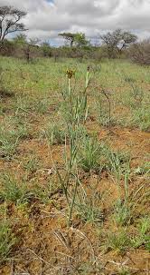 Image result for Ferraria glutinosa