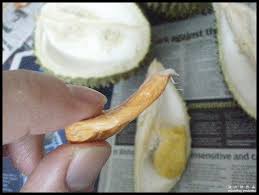 How to plant durian musang king. Tips To Pick A Pure Breed Musang King Durian Seed Tallypress