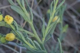 Image result for Thesium thamnus