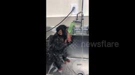 Dodo, donal and tiny moly sitting orderly wait mom bath him in summer day #monkeydodo #babydodo. Newsflare Monkey Taking A Bath In A Sink
