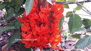 Enjoy the finest in chinese and seafood skillfully prepared and presented by our chefs. Face To Face With The Largest Bunch Of Flower I Have Ever Seen Coorgstories