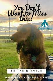 Be The Voice Of Voiceless Senior Animals Are Often Neglected Abused And In Shelters The First To Cat Pictures For Kids Dog Advice Pet Sitters International