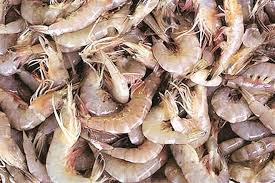 Shrimp is the most popular seafood in the usa. Seafood Exports May Gain As Japan Lifts Inspection Order For Indian Shrimp The Financial Express