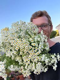 Image result for Feverfew