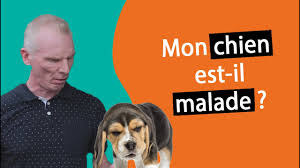 Pourquoi Mon Chien Tousse Et Se Racle La Gorge Youtube