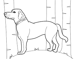 Search through 623,989 free printable colorings at getcolorings. Printable Labrador Retriever Coloring Page