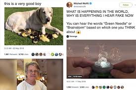 Maybe you would like to learn more about one of these? Trending In Tn Labrador S Nine Duckings Green Needle Or Brainstorm And Australian Speaking Hindi Dtnext In