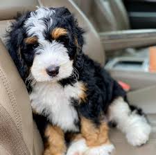 Maybe you would like to learn more about one of these? Gentle Giant Bernedoodles Home Facebook