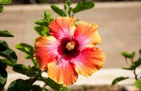 20 Hawaiian Flowers To Create Tropical Garden Morflora During the 1992 campaign, gennifer flowers pictures of them and enough identifying details that hawaiian flower clip art. 20 hawaiian flowers to create tropical