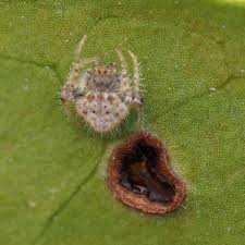 Image result for Poecilostachys