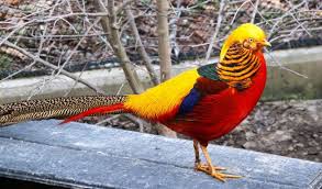 Top 10 Most Colorful Animals In The World Stranica 10 1papernews Xyz Die Schonsten Vogel Bunte Vogel Ausgestopftes Tier