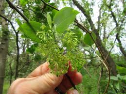 Image result for Smilax  tamnoides