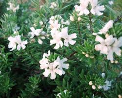 Image result for Westringia