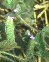 Image result for Nelsonia canescens