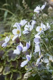 Image result for Anemone transvaalensis