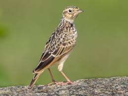 Image result for Alafia orientalis