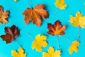 Candles, clocks, pillows, fireplaces, mirrors, rugs Autumn Leaves On Flat Blue Background Free Stock Photo Picjumbo