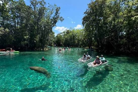Crystal River Florida - Things to Do & Attractions