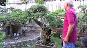 Image result for Pemphis