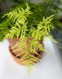 Check spelling or type a new query. Why Is My Asparagus Fern Turning Yellow 7 Solutions Smart Garden Guide