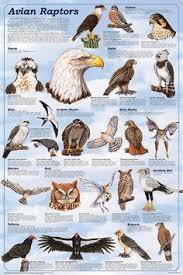 60 Best Print Out Images Bird Identification Animals