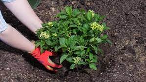 Hydrangeas are grown from cuttings. How To Grow Hydrangeas Trees Shrubs Miracle Gro