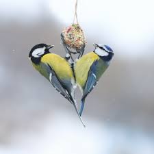 Gehaakt vogels pimpelmees en koolmees. Vogels Helpen Is Meer Dan Een Vetbolletje Ophangen De Heemsteder