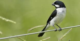 Canto Do Tui Tui Zero Zero Bigodinho Caracteristicas Canto Habito E Alimentacao Bigodinho Bigodinhocaracteristica Bi Passaros Domesticos Tipos De Passaros Passaros Brasileiros