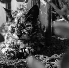 It all started with a tiny white spot on her flank in april 2017. 19 Year Old Black Cat Turns Into A Marble Beauty Most Likely Due To A Rare Skin Condition Bored Panda
