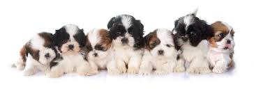 Maybe you would like to learn more about one of these? Shih Tzu Weight Chart Shih Tzu Growth Size Chart