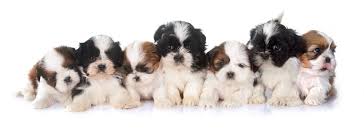 Cute pictures and facts | dogs love. Shih Tzu Growth Chart Shih Tzu Puppy Weight Chart