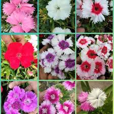 Mereka dulunya salah satu bunga paling populer di dunia, tetapi sejak itu telah berlalu. Paket Hemat 9 Bunga Anyelir Dianthus Shopee Indonesia