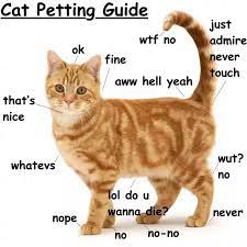 How can i help my cat in heat. How To Help My Female Cat When She Is In Heat And She Is Miserable Quora