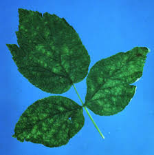 Does anyone know why my raspberry leaves are turning red and yellow? Late Leaf Rust Of Red Raspberries Ohioline