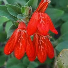 Image result for Justicia australis