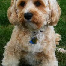 Cavapoo in dogs & puppies for rehoming in canada. Puppyfind Cavapoo Puppies For Sale