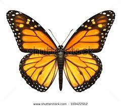 Pin En Flores Laminas