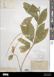 Image result for Petiveria