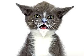 Currently on dasuquin joint supplement daily. Cat With Milk On Face By Geri Lavrov Cats Furry Friend Feline