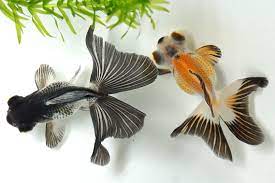 Learn How To Take Care Of A Goldfish In A Bowl Pond Or Aquarium Tank By Following This Complete Pet Goldfish Care Gui Goldfish Goldfish Tank Goldfish Aquarium