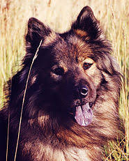 Advertise, sell, buy and rehome dogs and puppies with pets4homes Eurasier Wikipedia
