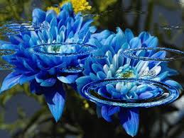 1920x1080 flower wallpapers hd pixelstalk nature flowers wallpaper nature wallpapers for free download about. Flower Nature Wallpaper Gif