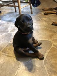 Owners are welcome to take home puppies before the stitches come out at their own risk. Doberman Pinscher Puppy Dog For Sale In Onarga Illinois