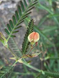Image result for Aeschynomene indica