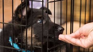 Crate training your acd (self.australiancattledog). Crate Training 101 The Humane Society Of The United States